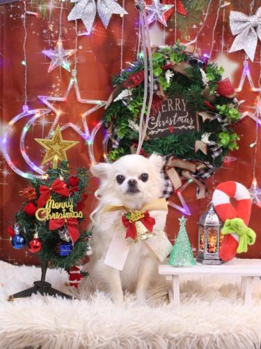 20231212りゅうくん